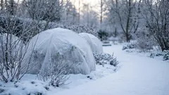 Myths About Overwintering Plants: What I No Longer Believe