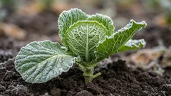 How Plants 'Remember' Past Frosts and Use That Experience