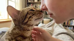 The Secret Language of Cats: Why Cats Sniff Our Breath