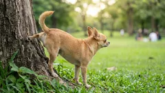 “He’s Not Doing It on Purpose”: Why Male Dogs Mark Every Bush—and Whether You Should Stop It