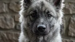 Debunking the Myths: 9 Dog Myths It’s Time to Stop Believing