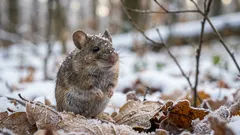 Winter mice: the real reason they move inside and what to do