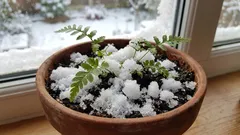 A snowy bath for houseplants is a rare but beneficial practice