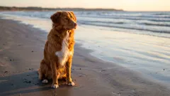 Large companion dogs: Top 5 breeds ranking