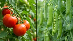 Experts named 7 vegetables worth planting in January