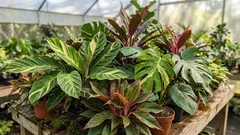 What Should You Feed Houseplants in January? 3 Secret Solutions for Lush, Blooming Crowns