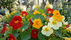 7 Helpful Tips for Healthier Plants on Your Balcony and in Your Garden