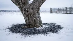 Why I sprinkle wood ash on snow around fruit trees each winter