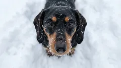 Why Dogs Get Cold in Winter: A Practical Guide to Keeping Your Pet Safe from the Cold