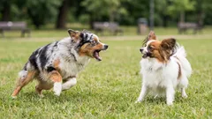 Don’t scold him—he’s scared! Why dogs bark at other dogs and what to do, step by step