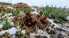 Top 7 Plants That Handle January Thaws Best: Gardeners’ Opinions