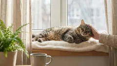 Why Cats Love Being Petted: A Complete Guide to the “Pleasure Map” and the 3 Forbidden Zones