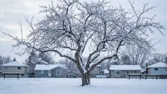 Winter watering guide: when trees still need water in cold weather